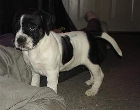 Blanding af racer Molly billede 2