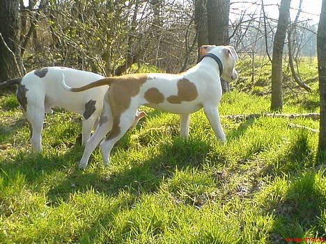 Blanding af racer Chrissie R.I.P. - der er dejligt her billede 8