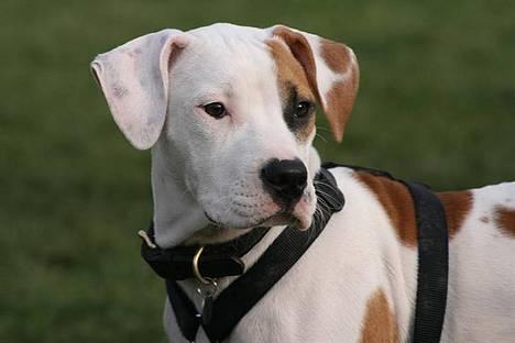 Blanding af racer Chrissie R.I.P. - hva sker der derovre...?   foto taget af Ina med Iceman billede 10