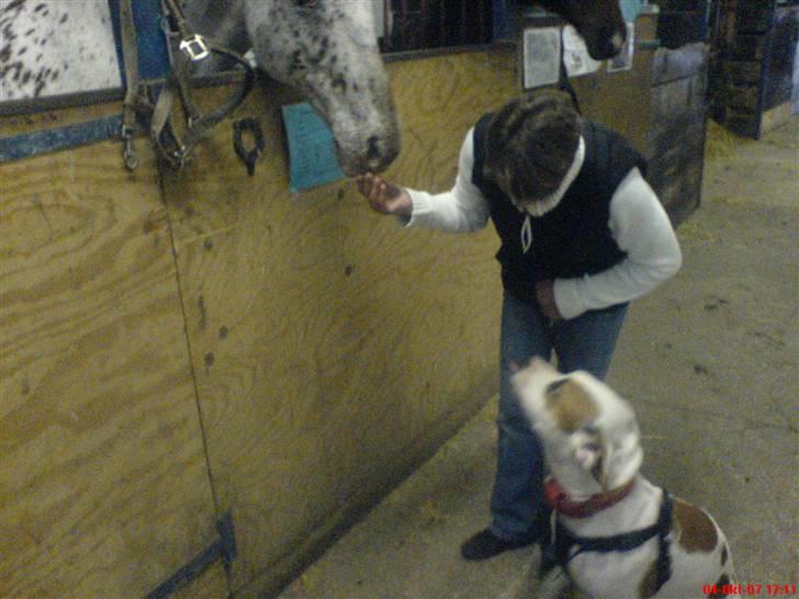 Blanding af racer Chrissie R.I.P. - mormor og jeg hilser på hestene på rideskolen....   billede 11