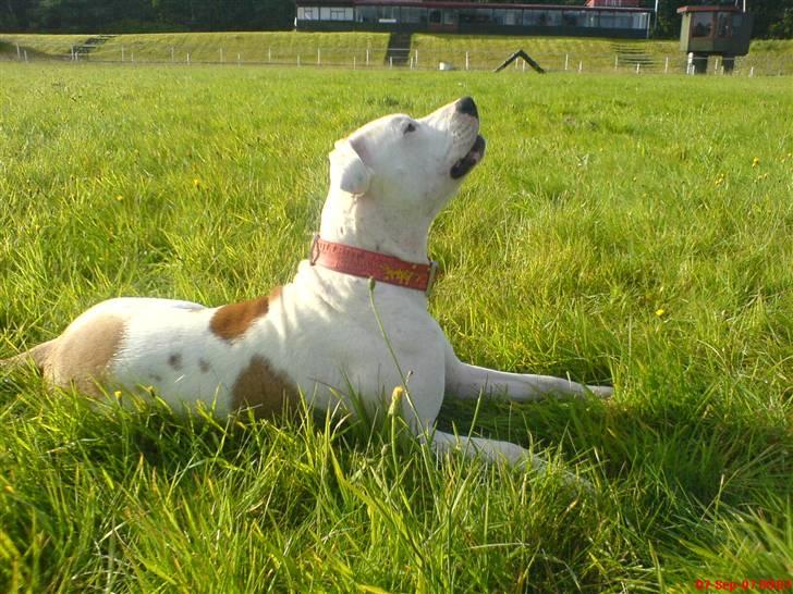 Blanding af racer Chrissie R.I.P. - SMUKSAKKEN billede 12