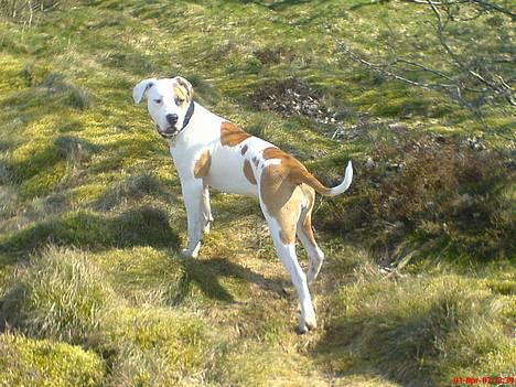 Blanding af racer Chrissie R.I.P. - jeg er lige her... billede 13