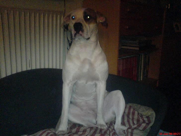 Blanding af racer Chrissie R.I.P. - SIT.... fru kristof billede 14