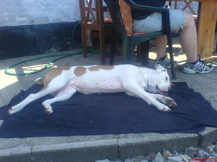 Blanding af racer Chrissie R.I.P. - flader ud....  i den dejlige varme billede 15