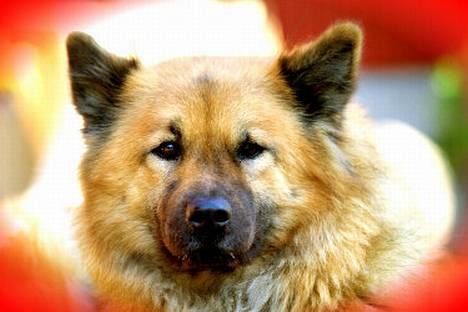 Eurasier Bailey - Baileys logo billede 1