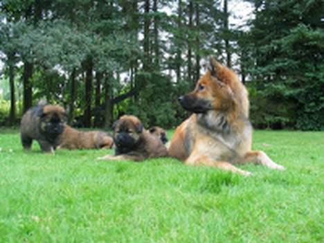 Eurasier Bailey - Bailey i haven med sit hvalpekuld billede 2