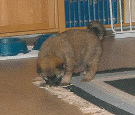 Eurasier Bailey - Bailey som 5 ugers hvalp billede 3