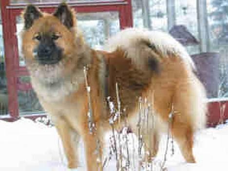 Eurasier Bailey - Bailey i sneen den første vinter i Borup billede 4