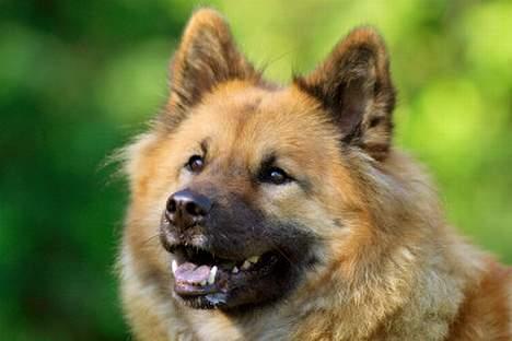 Eurasier Bailey - Bailey september 2006 billede 5