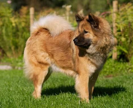 Eurasier Bailey - Bailey september 2006 billede 6