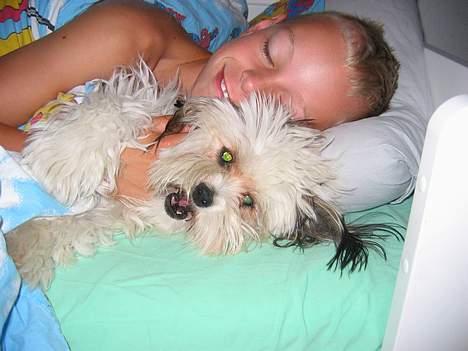 Shih tzu Trunte - Kom så op Jonas!!! Nu skal du ikke sove mere!! billede 7