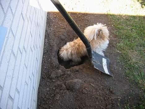 Shih tzu Trunte - Man er vel 1/4 gravhund billede 8