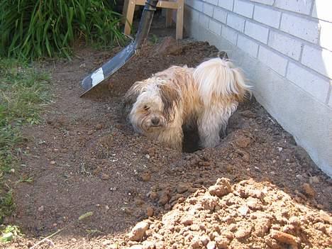 Shih tzu Trunte - Så nu har jeg hjulpet dig med hullet! billede 9