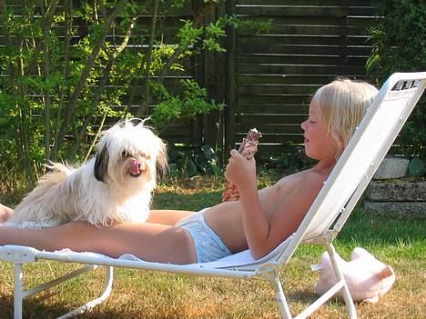 Shih tzu Trunte - Hvis jeg nu sidder meget stille, giver du så ikke en bid? billede 10