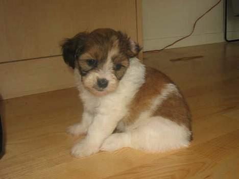 Shih tzu Trunte - Her er jeg meget lille og vist lige vågnet, bor stadig hjemme hos min Mor. billede 11