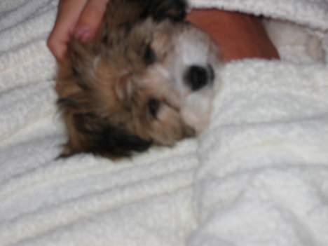 Shih tzu Trunte - Under min "Fars" morgenkåbe.. ja hvorfor ikke billede 12