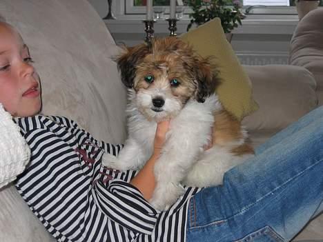 Shih tzu Trunte - En meget lille hundehvalp er jeg her. Og jeg er kommet op i sofaen billede 13