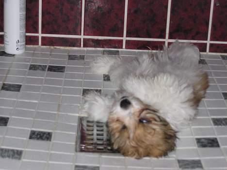 Shih tzu Trunte - En lille middagslur på ryggen i badeværelsets brusenische. billede 14