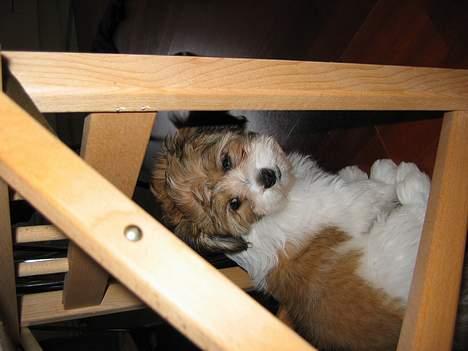 Shih tzu Trunte - Hvis jeg nu sidder helt stille her under stolen, kan de så lade mig være 2 min.!!?? billede 15