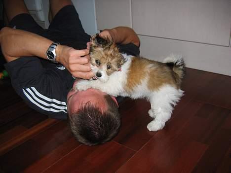 Shih tzu Trunte - SÅ, Far det bad du selv om....... billede 16