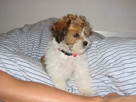 Shih tzu Trunte - Joooo, han er vist vågen nu billede 17