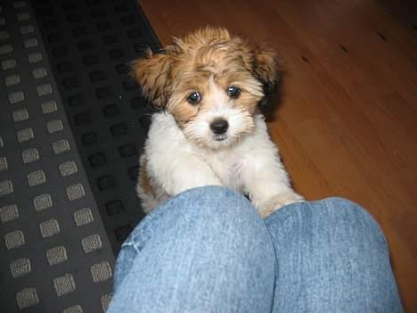 Shih tzu Trunte - Åååhhh. "Mor" må jeg ikke komme op billede 18