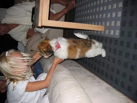 Shih tzu Trunte - Stine, jeg vil altså op i den sofa billede 19