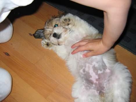 Shih tzu Trunte - Se in fine plettede mavse billede 20