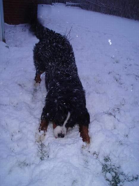 Berner sennenhund Bendji   R.I.P. - Bendjis første møde med sne.. D.23/1-07 billede 14