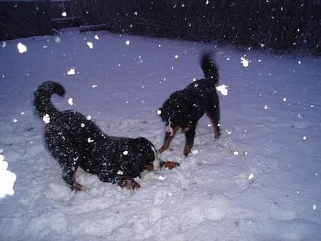 Berner sennenhund Bendji   R.I.P. - Uha det er super med al den sne.. billede 15