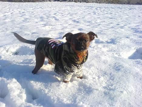 Griffon petit brabancon tyson - første gang i sne jubii billede 13