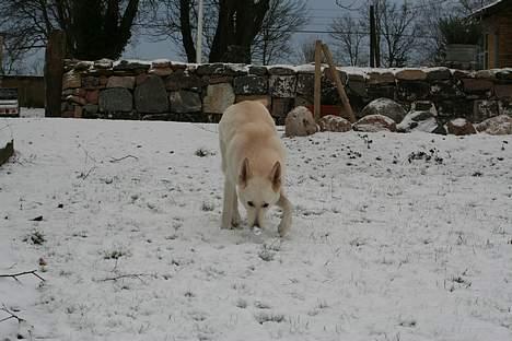 Hvid schæfer Fyrst Igor - Skal vi lege....?? billede 8