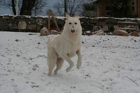 Hvid schæfer Fyrst Igor - Hurraaaa... Årets første sne...fedt.. billede 9