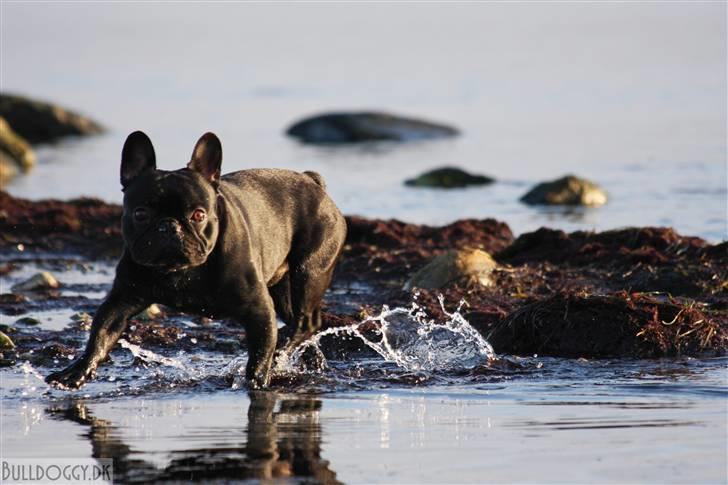 Fransk bulldog Adonis Kinibox [LOTUS] -  - Foto: Alex Larsen billede 3