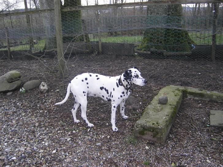 Dalmatiner Perle R.I.P. - Perles julegave 2006 billede 1