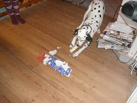 Dalmatiner Perle R.I.P. - Perle har næsten åbnet sin julegave.. med min lillesøsters nye ridesokker i baggrunden.. billede 2