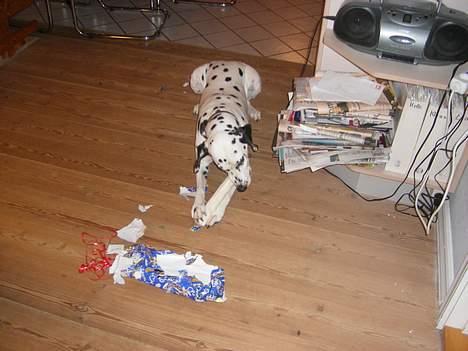 Dalmatiner Perle R.I.P. - nam nam et kødben.. billede 3