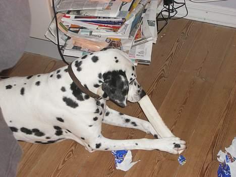 Dalmatiner Perle R.I.P. - dejlig julegave.. billede 4