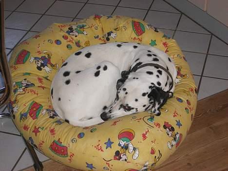 Dalmatiner Perle R.I.P. - Perle i sin sækkestol.. som jeg ikke gad have mere...  billede 5