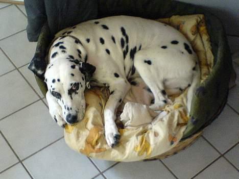 Dalmatiner Perle R.I.P. - Perle-pigen i sin kurv.. billede 6