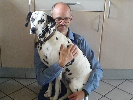 Dalmatiner Perle R.I.P. - perle elsker når vores far har tid til at sidde sammen med hende på gulvet... billede 7