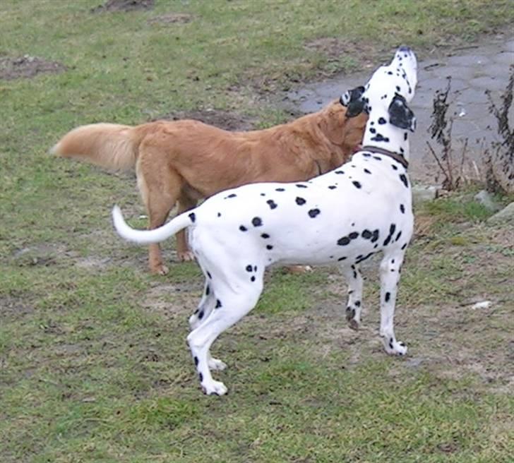 Dalmatiner Perle R.I.P. - Perle og Simba.... (en hund vi passer) billede 8