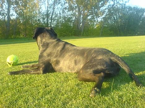 Cane corso Shakira billede 10