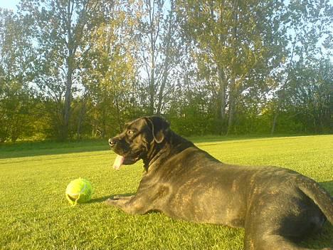 Cane corso Shakira billede 11