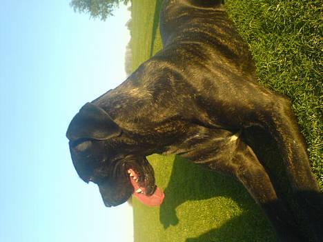 Cane corso Shakira billede 12