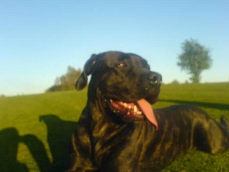 Cane corso Shakira billede 13