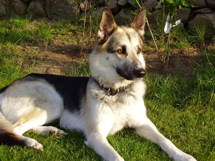 Blanding af racer Paw - Ligger lige og soler sig billede 1