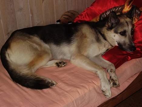 Blanding af racer Paw - Så hygger vi i sengen i sommerhuset billede 2