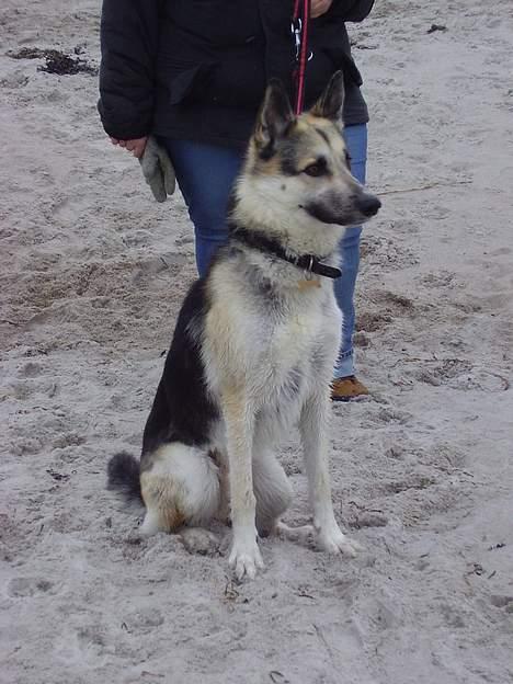 Blanding af racer Paw - Ved stranden. "Må jeg ikke snart løbe igen?" :b billede 3