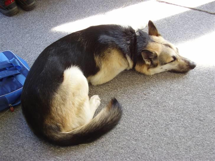 Blanding af racer Paw - Sover i forteltet i campingvognen billede 4